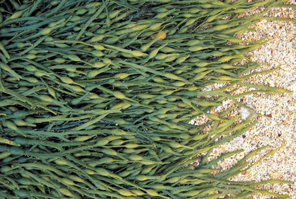 Ascophyllum nodosum