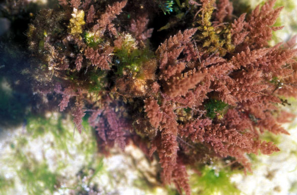 Asparagopsis armata
