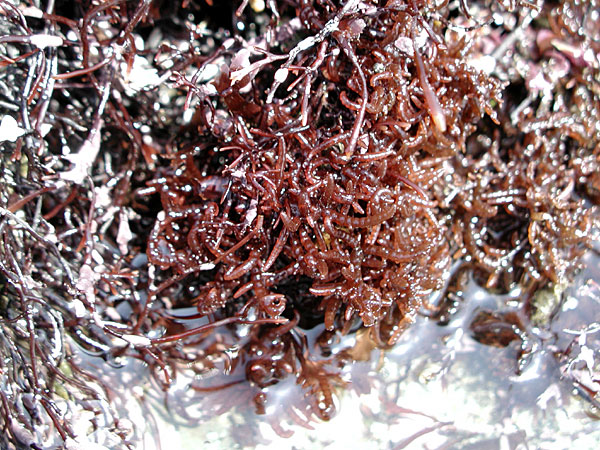 Champia parvula