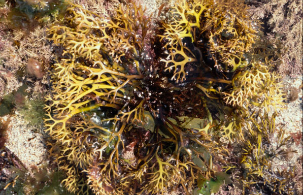Chondrus crispus