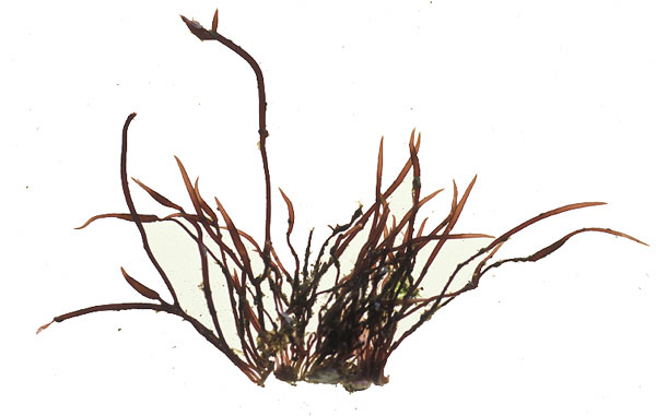 Cordylecladia erecta