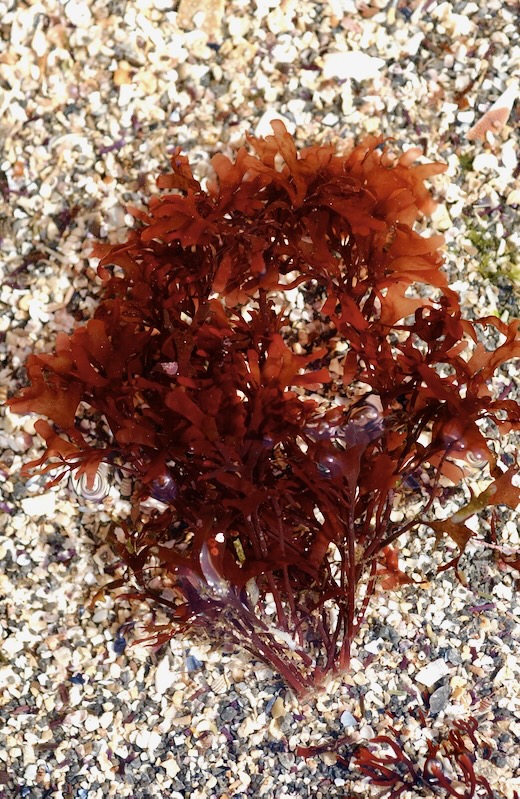 Callophyllis laciniata