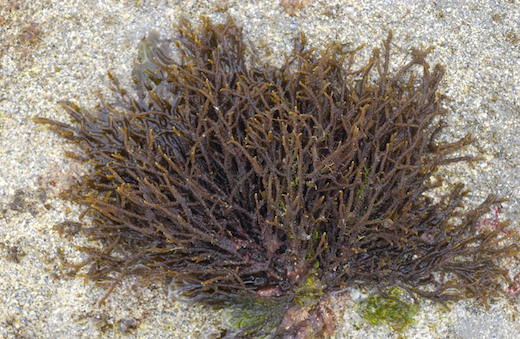 Schmitzia hiscockiana