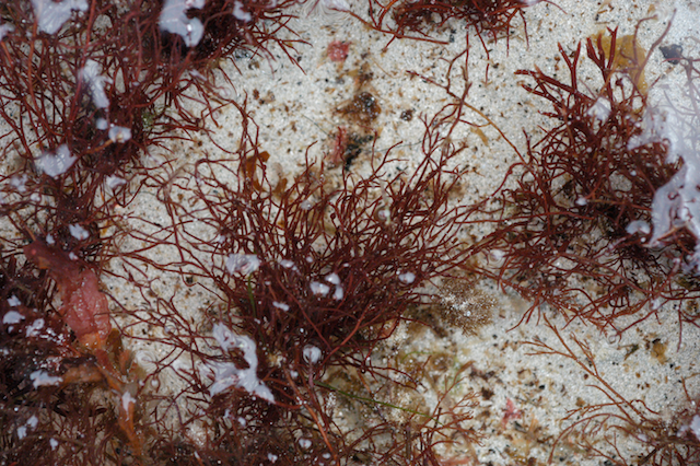 Ahnfeltia plicata