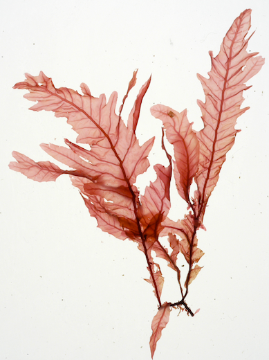 Callophyllis laciniata