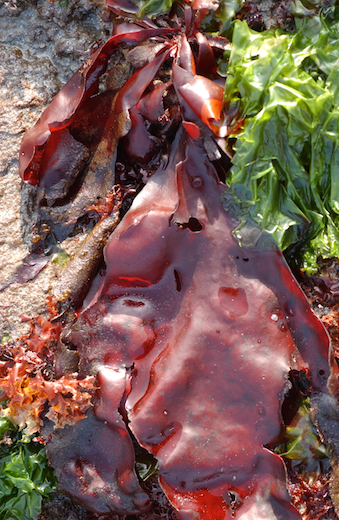 Dilsea carnosa: false dulse