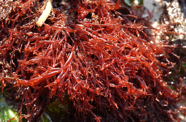 Lomentaria articulata with Asterina gibbosa