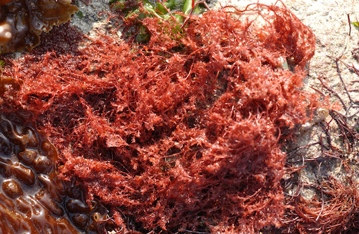 Callophyllis laciniata