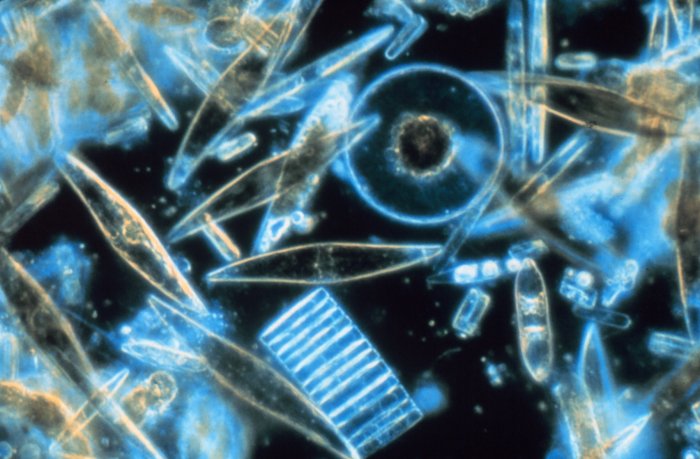 diatoms bacillariophyta