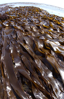 Laminaria digitata