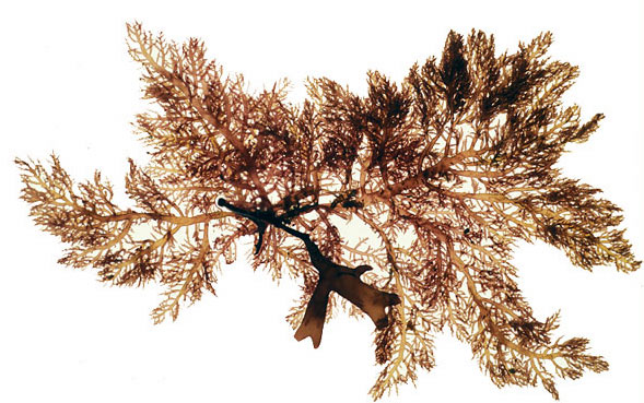 Lomentaria clavellosa