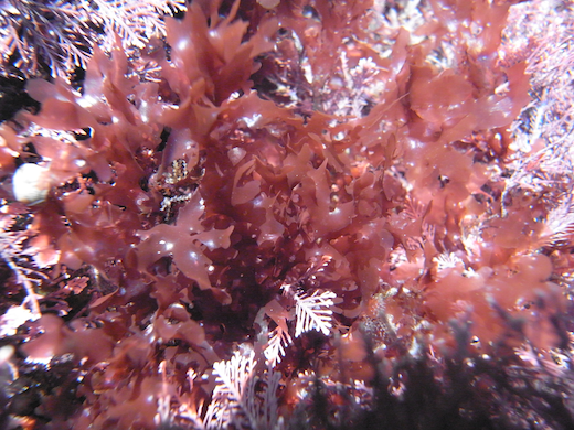 Cryptopleura ramosa