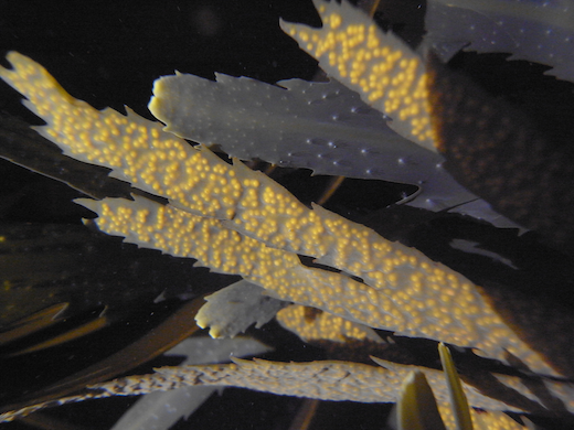 Fucus serratus