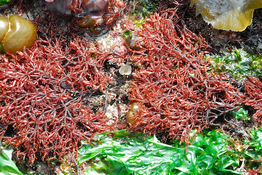 Lomentaria articulata with Asterina gibbosa