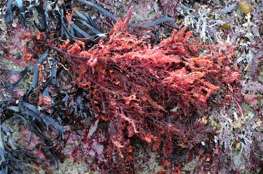 Callophyllis laciniata