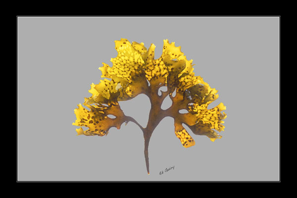 Chrondrus crispus
