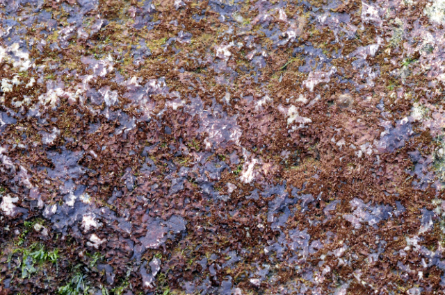 Rhodochorton purpureum