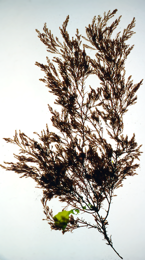Schmitzia hiscockiana