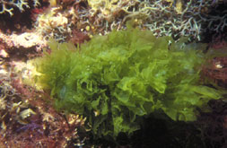 Ulva lactuca: sea lettuce