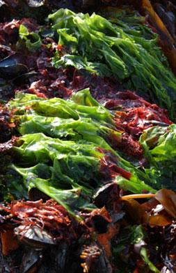 Ulva rigida: sea lettuce