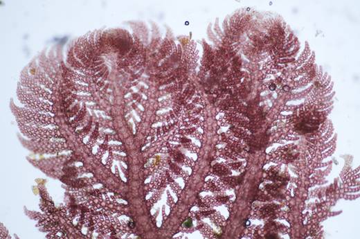 Plumaria plumosa Ireland