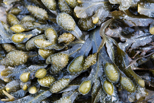Fucus guiryi &copy; M.D. Guiry
