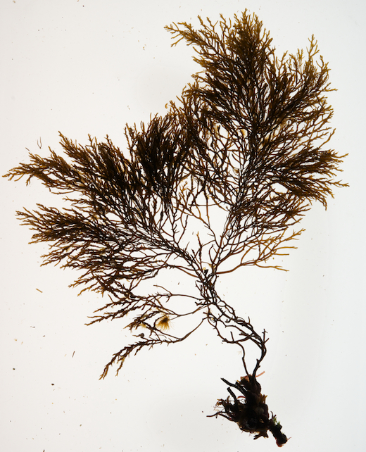 Cystoseira nodicaulis © M.D. Guiry