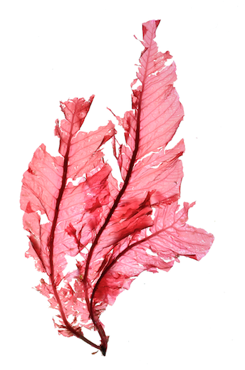 Delesseria sanguinea &copy; M.D. Guiry