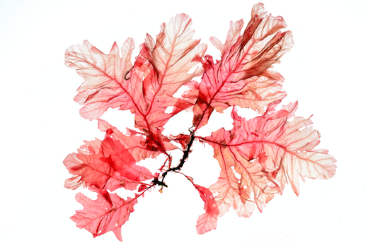 Phycodrys rubens M.D. Guiry