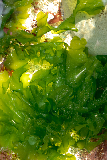 Cladophora rupestris