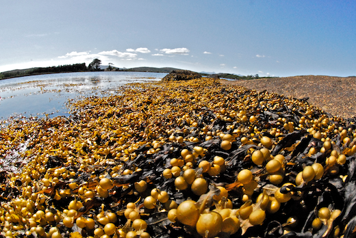 Fucus vesiculosus
