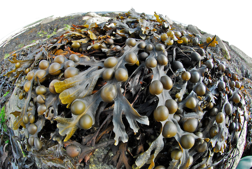 Fucus vesiculosus