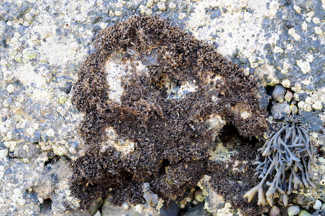 Gelidium pusillum