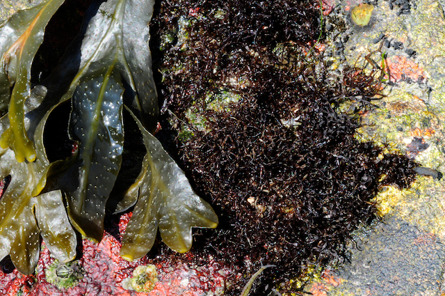 Gelidium pusillum