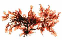 Apoglossum ruscifolium