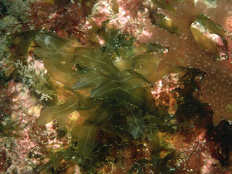 Schmitzia hiscockiana