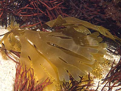 Schmitzia hiscockiana