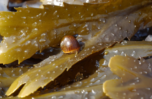 Fucus serratus