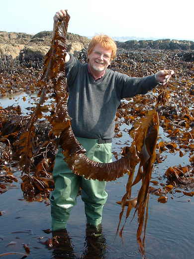 Michael Guiry with Alaria esculenta. Photograph: Stefan Kraan