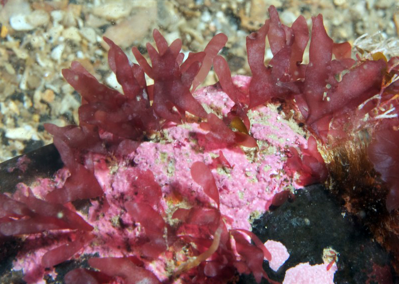 Rhodymenia delicatula © F. Bunker