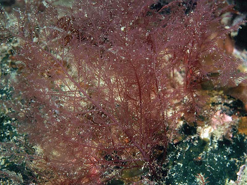 Bonnemaisonia asparagoides
