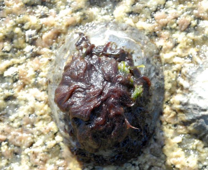 Colaconema caespitosum on a limpet