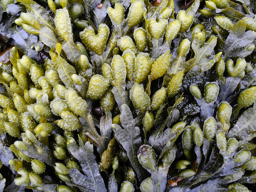 Fucus spiralis