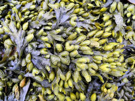 Fucus guiryi © M.D. Guiry