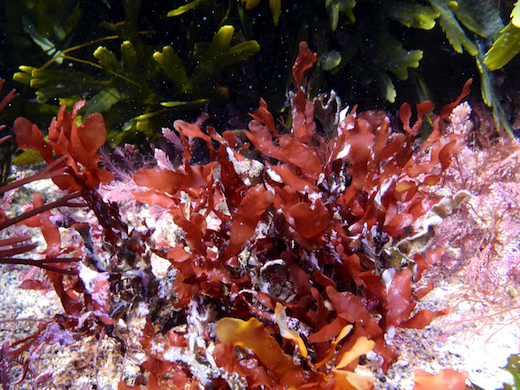 Phyllophora crispa © M.D. Guiry