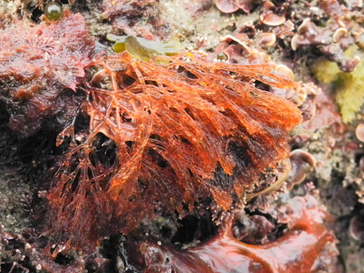 Lomentaria clavellosa
