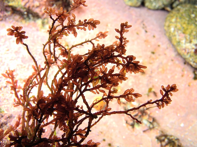 Gastroclonium ovatum