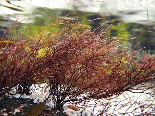 Ahnfeltia plicata