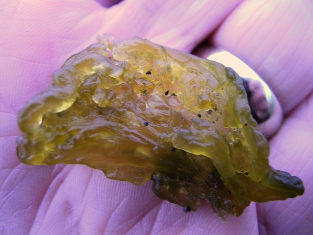 Nostoc commune