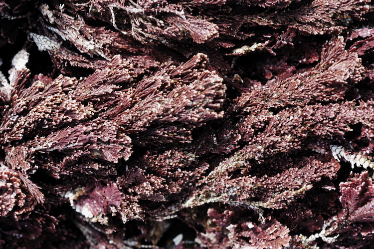 Corallina officinalis